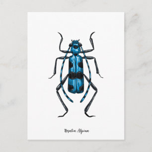 Carte Postale Coléoptère Rosalia Alpina