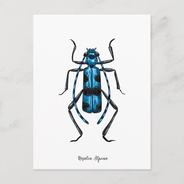 Carte Postale Coléoptère Rosalia Alpina (Devant)
