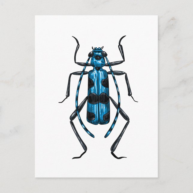 Carte Postale Coléoptère Rosalia Alpina (Devant)