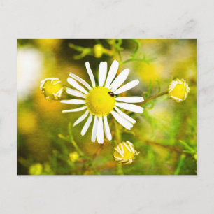 Carte Postale Coléoptère sur fleur jaune et blanche