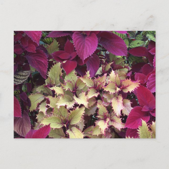 Carte Postale Coleus coloré (Devant)