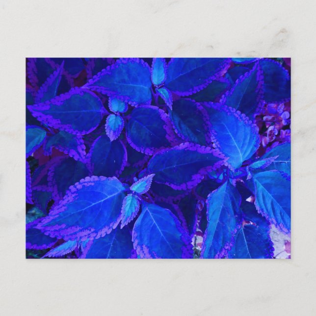 Carte Postale Coleus plante coloré bleu (Devant)