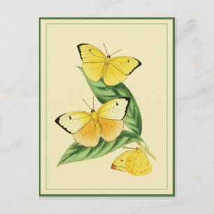 Carte postale Colias Statira Butterfly