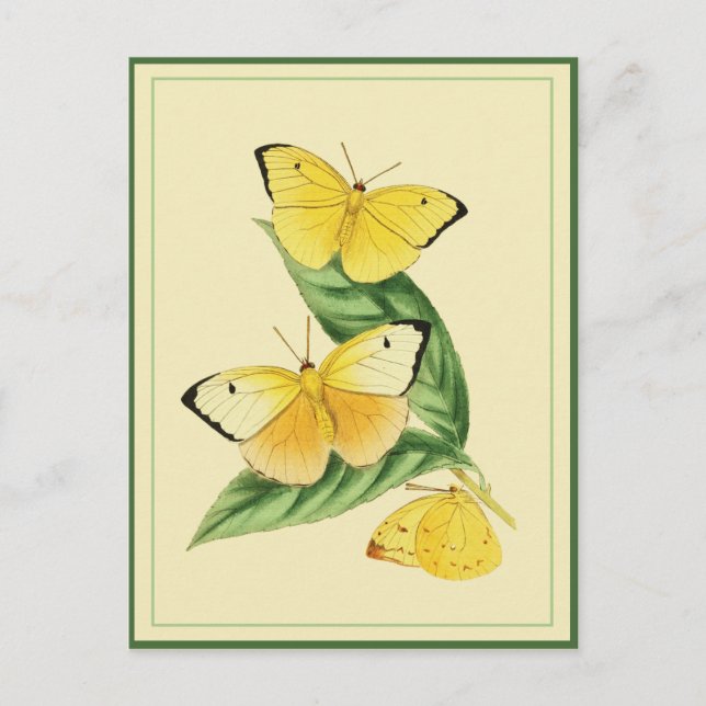 Carte postale Colias Statira Butterfly (Devant)