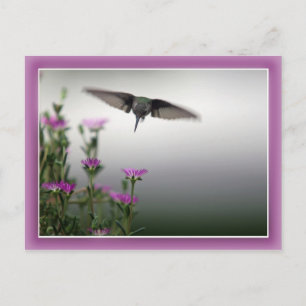 Carte postale Colibri