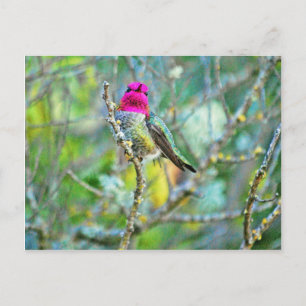 Carte Postale Colibri