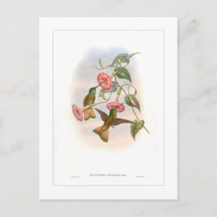 Carte Postale Colibri
