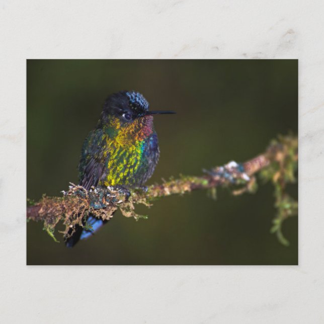 Carte Postale Colibri (Devant)