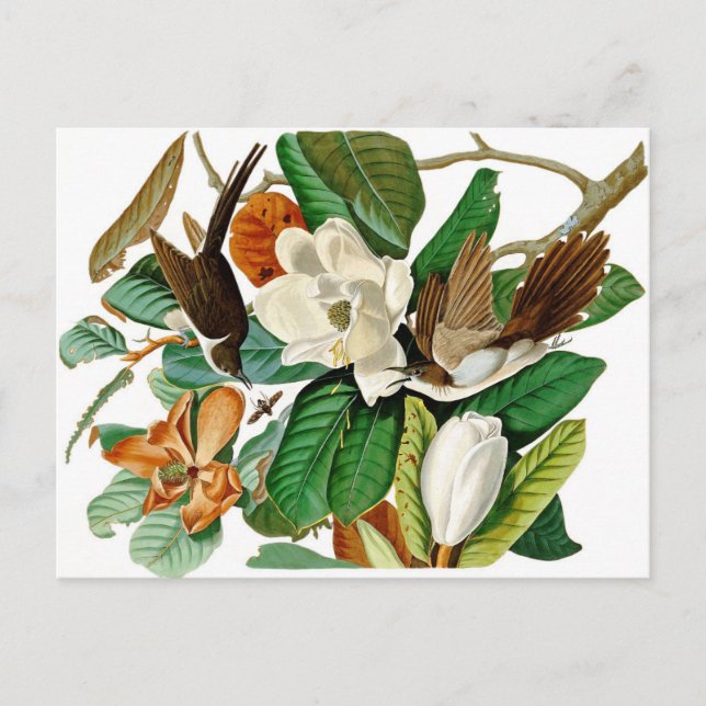 Carte Postale Colibri (Devant)