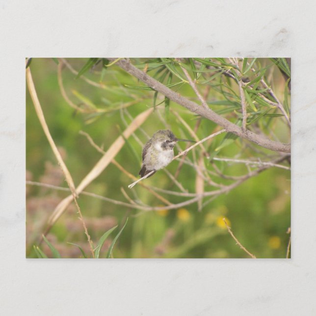 Carte Postale colibri (Devant)