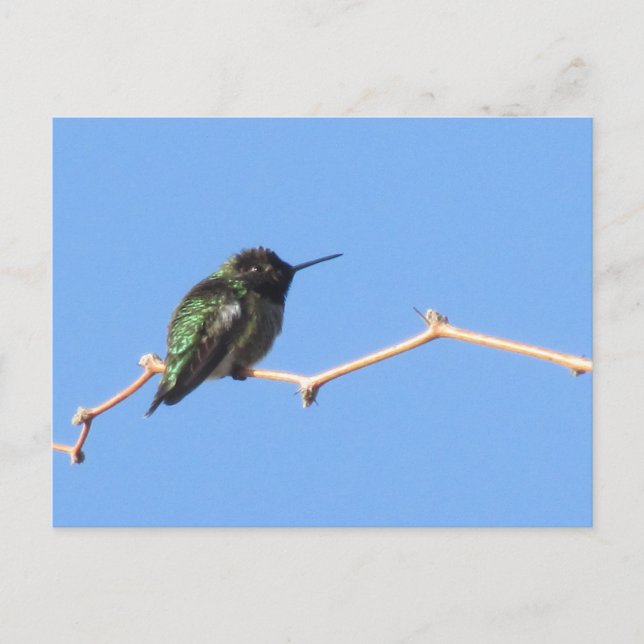 Carte postale Colibri (Devant)
