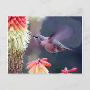Carte Postale Colibri