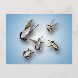 Carte Postale Colibri