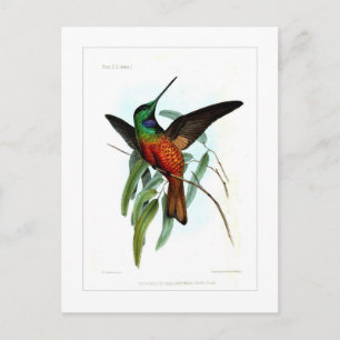 Carte Postale Colibri