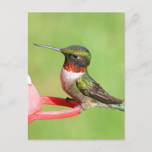 Carte postale Colibri (Devant)