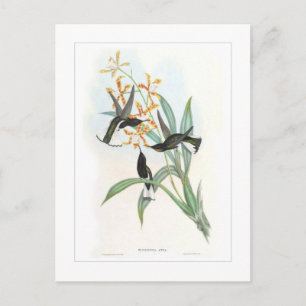 Carte Postale Colibri