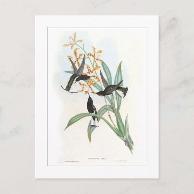 Carte Postale Colibri (Devant)