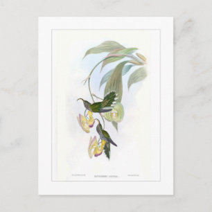 Carte Postale Colibri