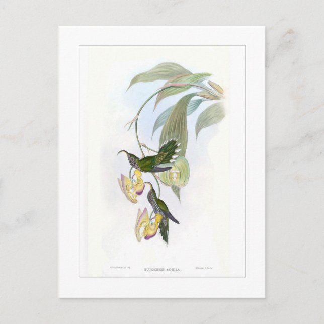 Carte Postale Colibri (Devant)