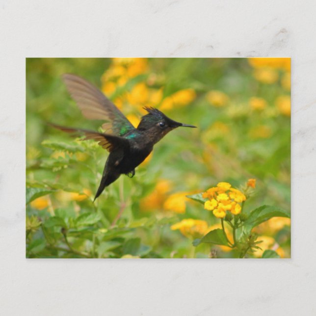 Carte Postale Colibri (Devant)