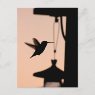 Carte postale Colibri