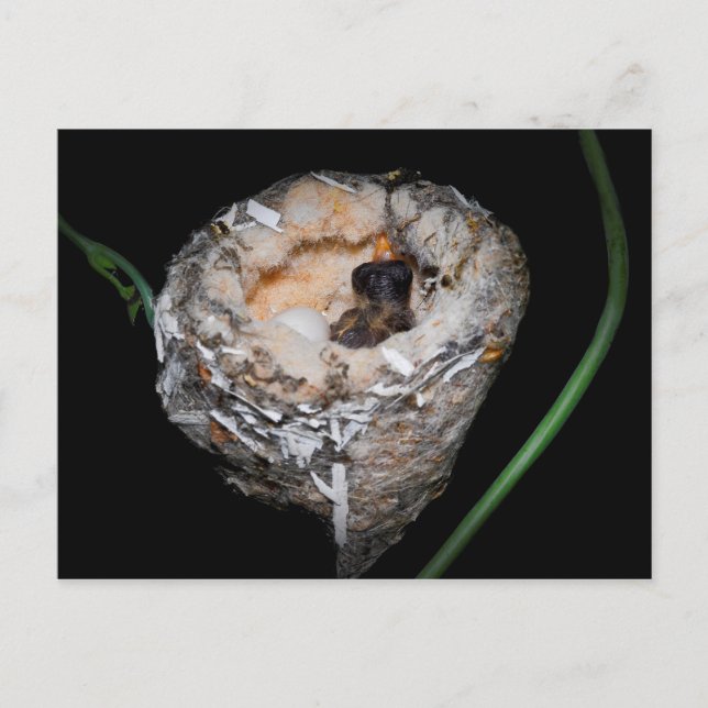 Carte Postale Colibri (Devant)