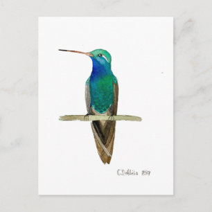Carte Postale Colibri à bec large