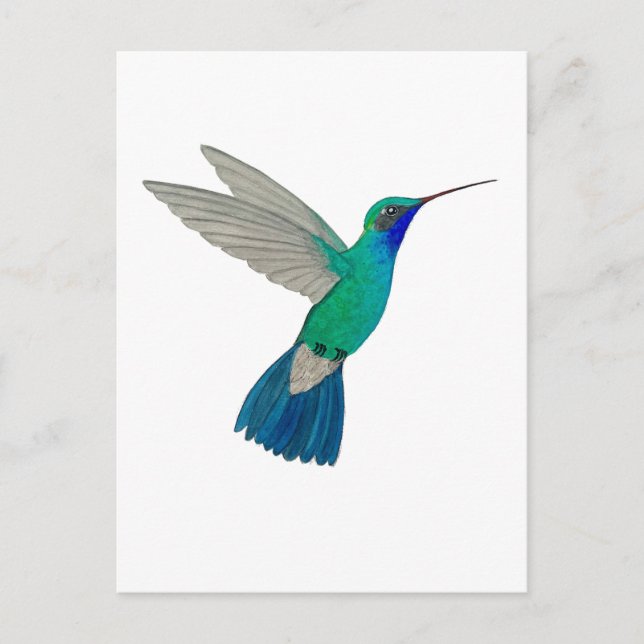 Carte Postale Colibri à bec large (Devant)