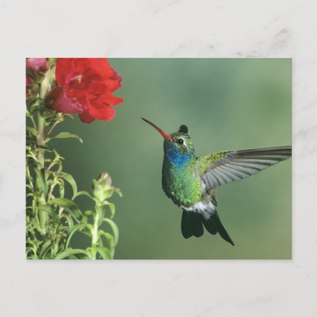 Carte Postale Colibri à bec large mâle (Devant)