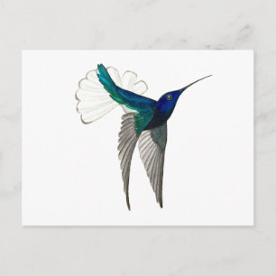 Carte Postale Colibri à gorge blanche