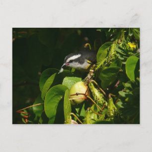 Carte Postale Colibri à gorge blanche mangeant Photographie trop