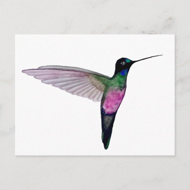 Carte Postale Colibri à gorge bleue (Devant)