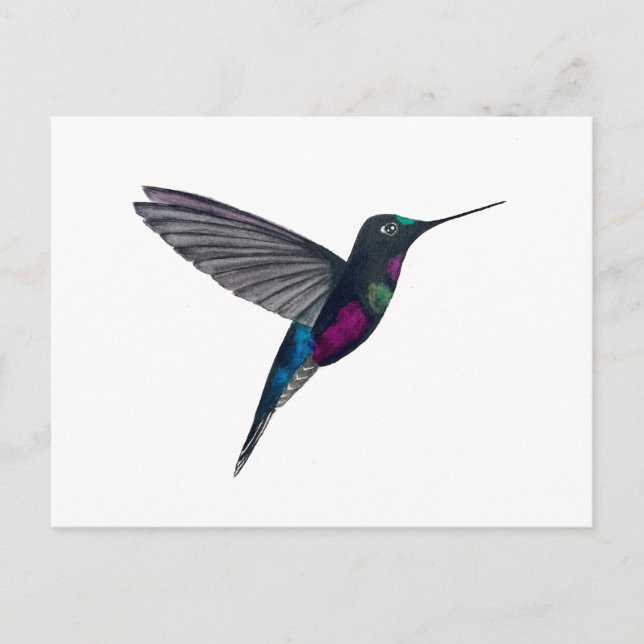 Carte Postale Colibri à gorge bleue (Devant)