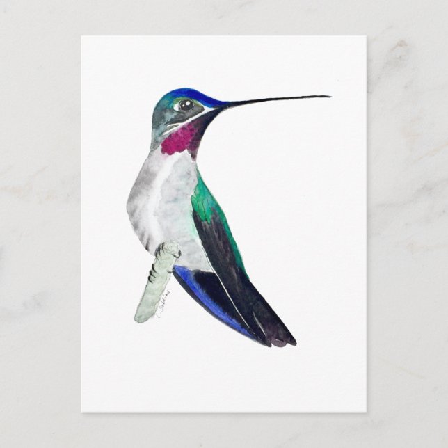 Carte Postale Colibri à gorge étoilée à bec long (Devant)