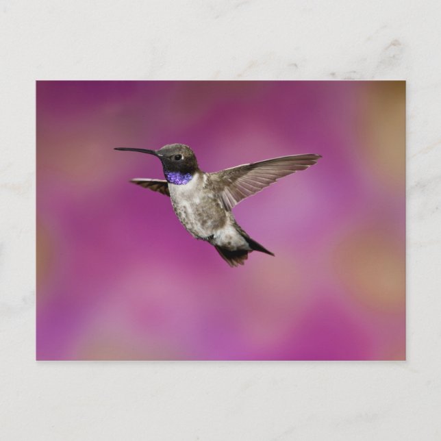 Carte Postale Colibri à gorge noire, Archilochus (Devant)