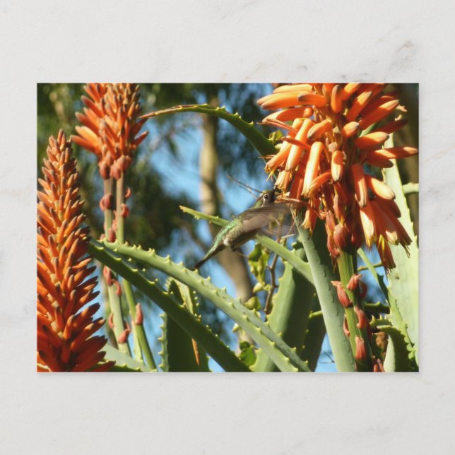 Carte Postale Colibri à gorge noire en vol (Devant)