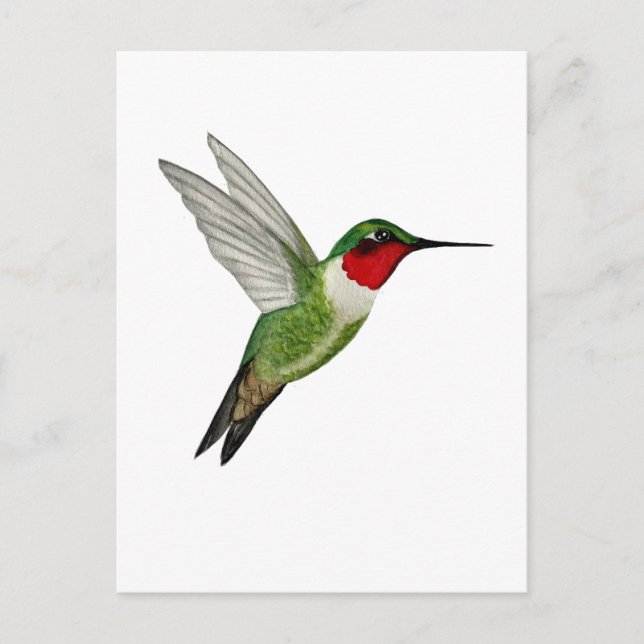 Carte Postale Colibri à gorge rubis (Devant)