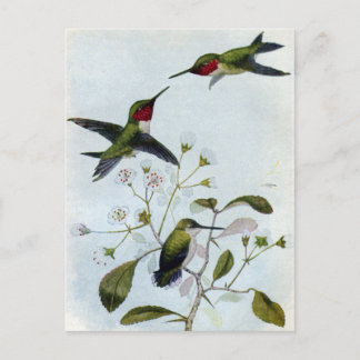 Carte Postale Colibri à gorge rubis