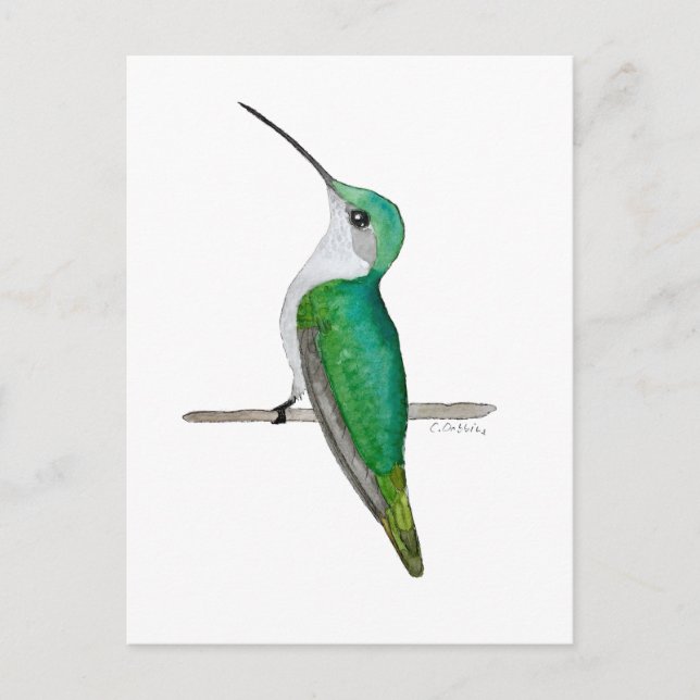 Carte Postale Colibri à gorge rubis femelle (Devant)