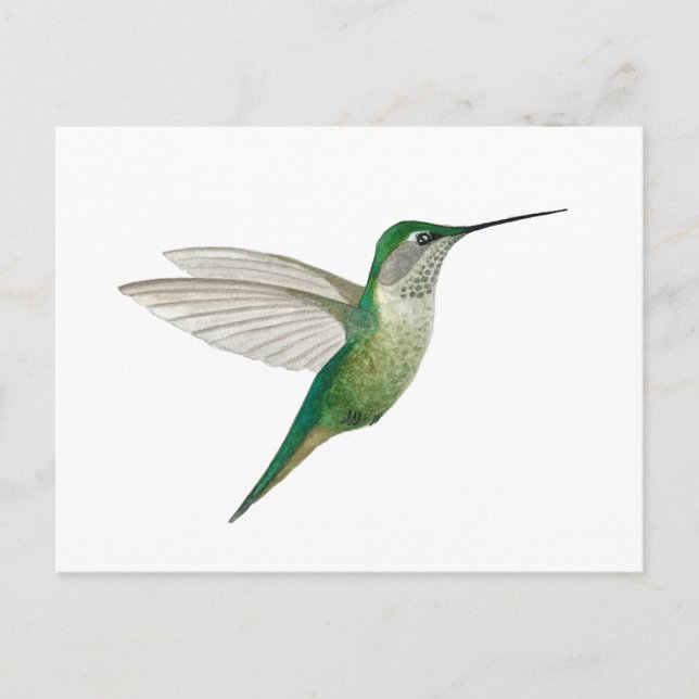 Carte Postale Colibri à gorge rubis femelle (Devant)