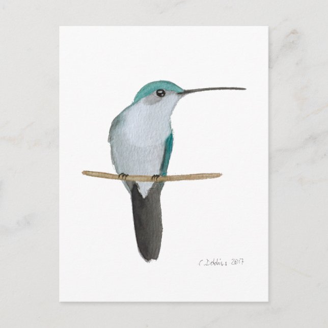 Carte Postale Colibri à gorge rubis juvénile (Devant)