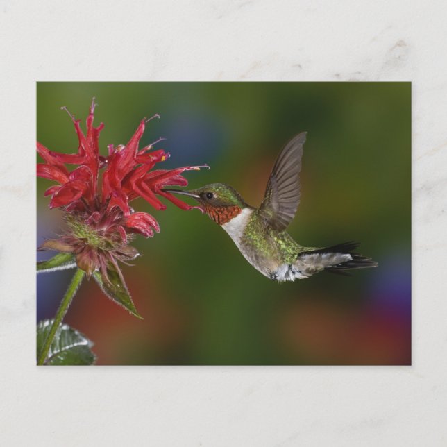 Carte Postale Colibri à gorge rubis mâle (Devant)