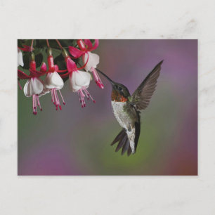 Carte Postale Colibri à gorge rubis mâle, Archilochus