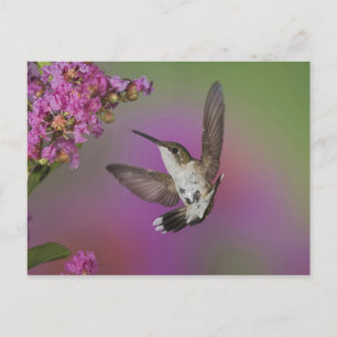 Carte Postale Colibri à gorge rubis mâle juvénile