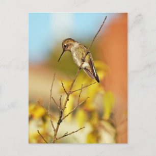 Carte Postale Colibri à la branche