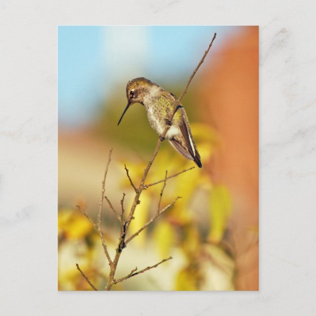 Carte Postale Colibri à la branche (Devant)