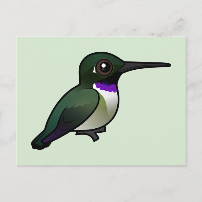 Carte Postale Colibri à manne noire (Devant)