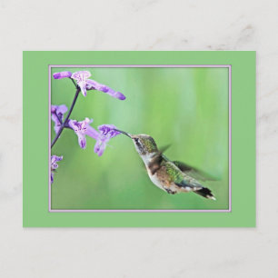 Carte Postale Colibri à Mona Lavender