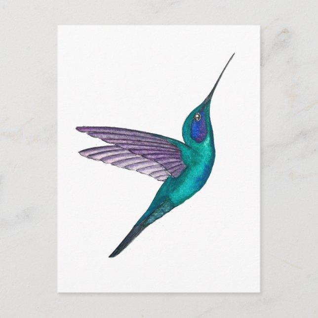 Carte Postale Colibri à oreilles violettes mexicain (Devant)