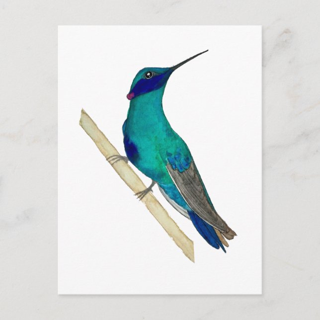 Carte Postale Colibri à oreilles violettes mexicain (Devant)